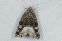 Deltote pygarga