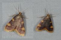 Hypsopygia costalis