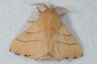 Malacosoma neustria
