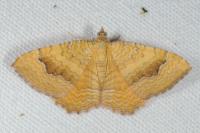 Camptogramma bilineata