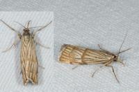 Chrysocrambus linetella
