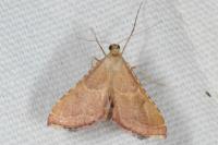 Endotricha flammealis