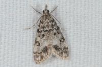 Eudonia lacustrata