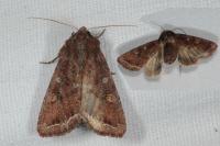 Lacanobia oleracea