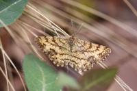 Ematurga atomaria