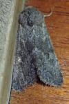 Aporophyla lueneburgensis