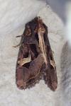 Trigonophora flammea