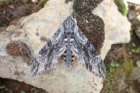 Agrius convolvuli
