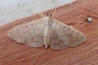 Patania ruralis