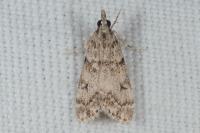Eudonia lacustrata