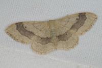 Idaea aversata