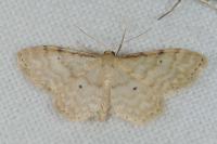 Idaea fuscovenosa