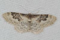 Idaea rusticata