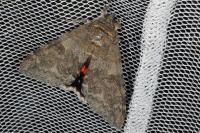Catocala nupta