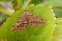 Chiasmia aestimaria