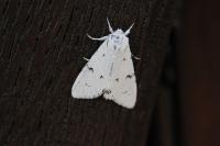 Acronicta leporina