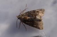 Oligia strigilis/versicolor