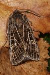 Tholera decimalis