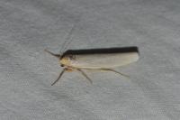 Eilema caniola