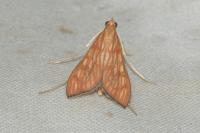 Antigastra catalaunalis