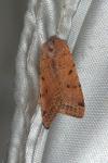Agrochola lychnidis