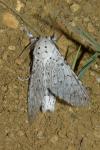 Cerura erminea