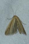 Anerastia lotella