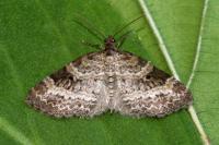 Pterapherapteryx sexalata