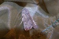 Aporophyla lueneburgensis