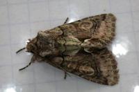 Allophyes oxyacanthae