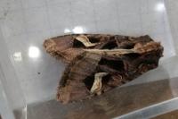 Trigonophora flammea
