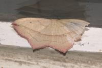 Timandra comae