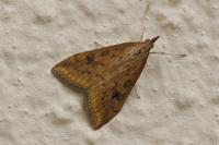 Udea ferrugalis