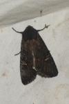 Aporophyla nigra