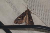 Trigonophora flammea