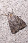 Mniotype solieri/occidentalis