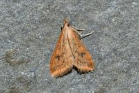 Udea ferrugalis