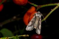 Allophyes oxyacanthae