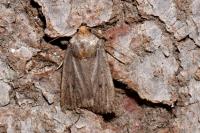 Amphipyra tragopoginis