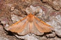 Colotois pennaria
