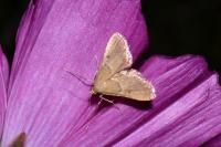 Endotricha flammealis