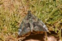 Chloroclysta siterata