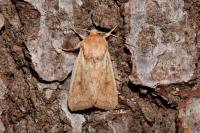 Mythimna vitellina