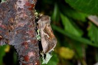 Macdunnoughia confusa