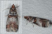 Acrobasis advenella