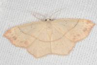 Cyclophora punctaria
