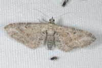 Eupithecia millefoliata