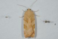 Noctua fimbriata