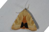 Noctua fimbriata