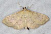 Patania ruralis